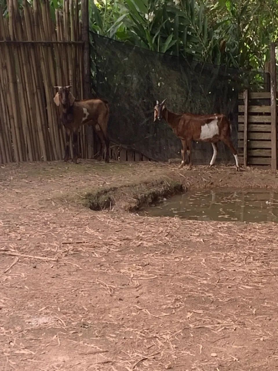 Casal de cabra - Foto 2