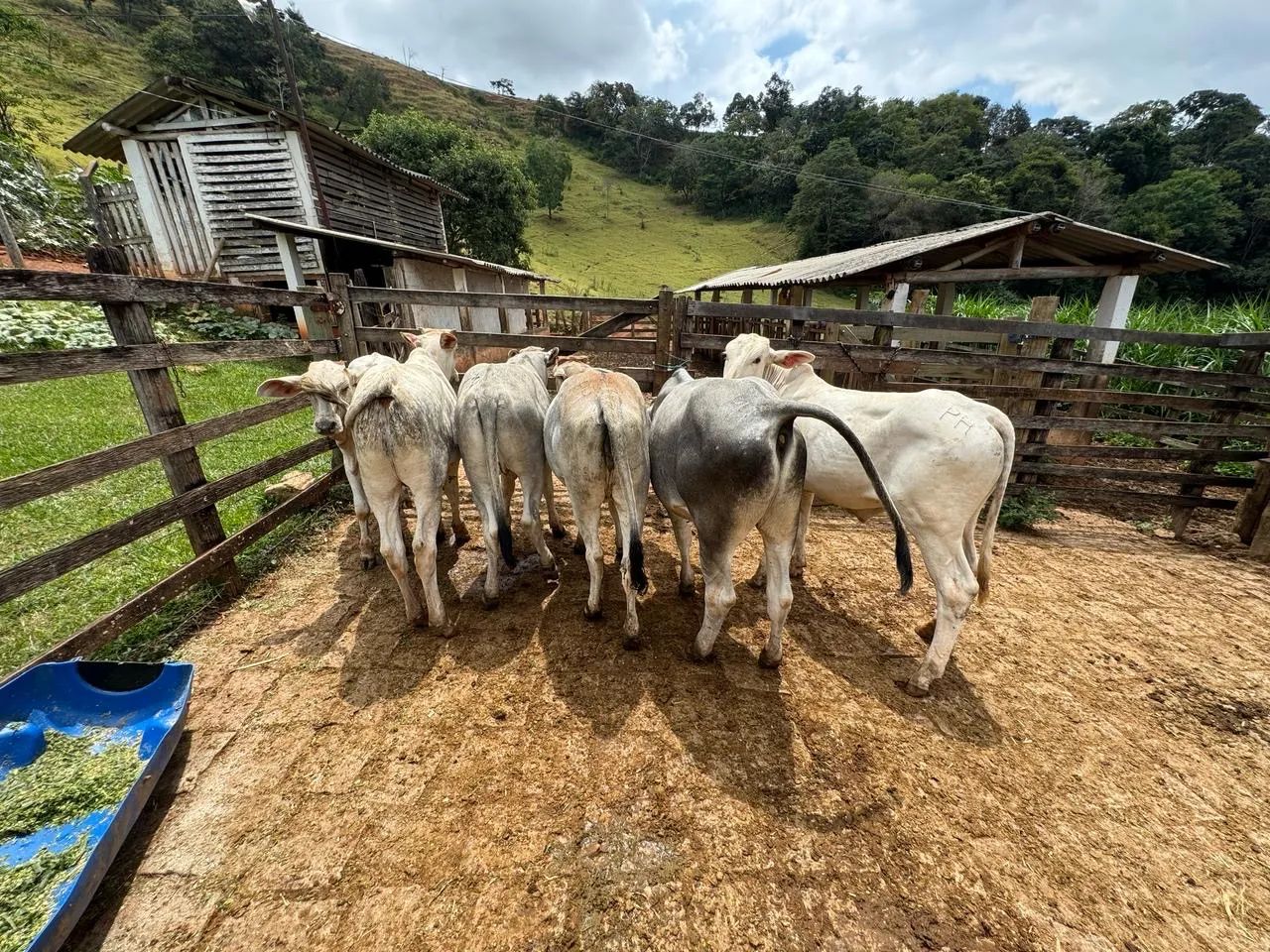 4 Bezerros Nelore 2 Bezerras Nelore  - Foto 3