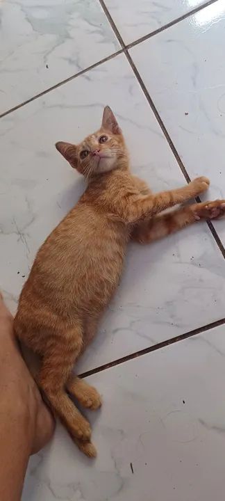 ADOÇÃO RESPONSAVEL 