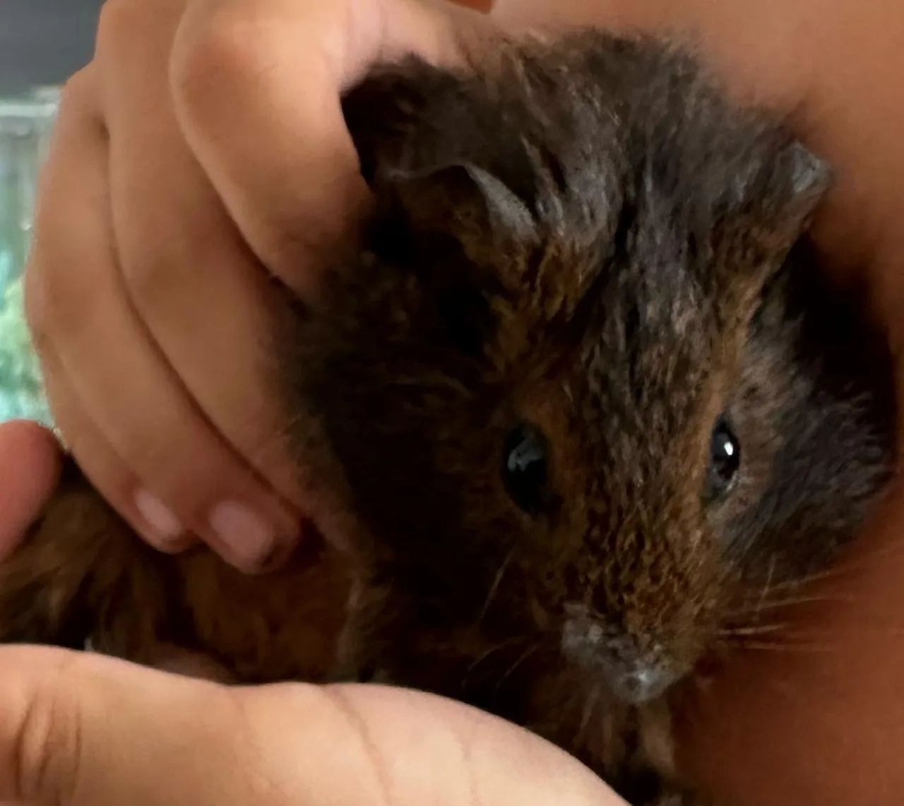 Porquinho da índia - Foto 4