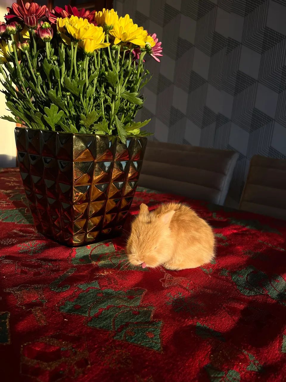 Vendo filhote fêmea | Mini Lion Coelho - Foto 2