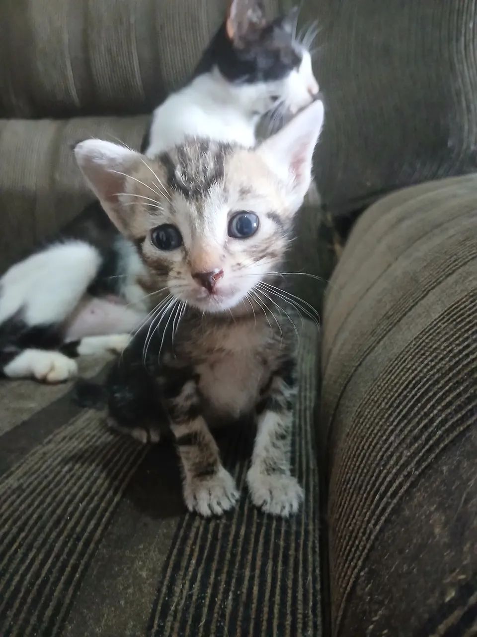 Gatinho filhote para adoção