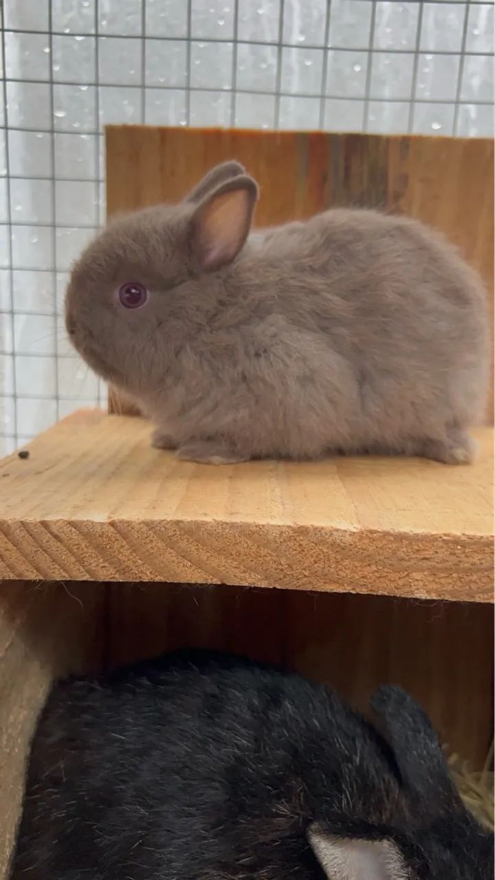 Coelho anão Netherland dwarf linhagem importada  - Foto 3