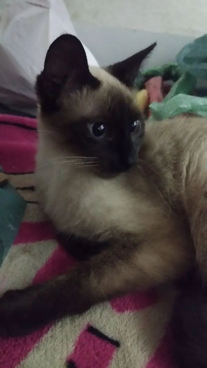 Gatos para doação  - Foto 4