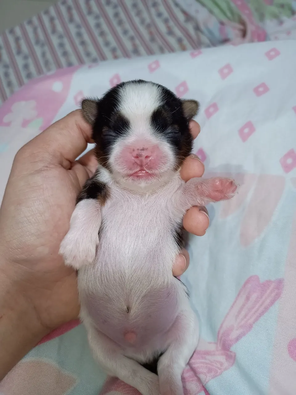 Filhotinho de Shih Tzu (macho) disponível para venda!