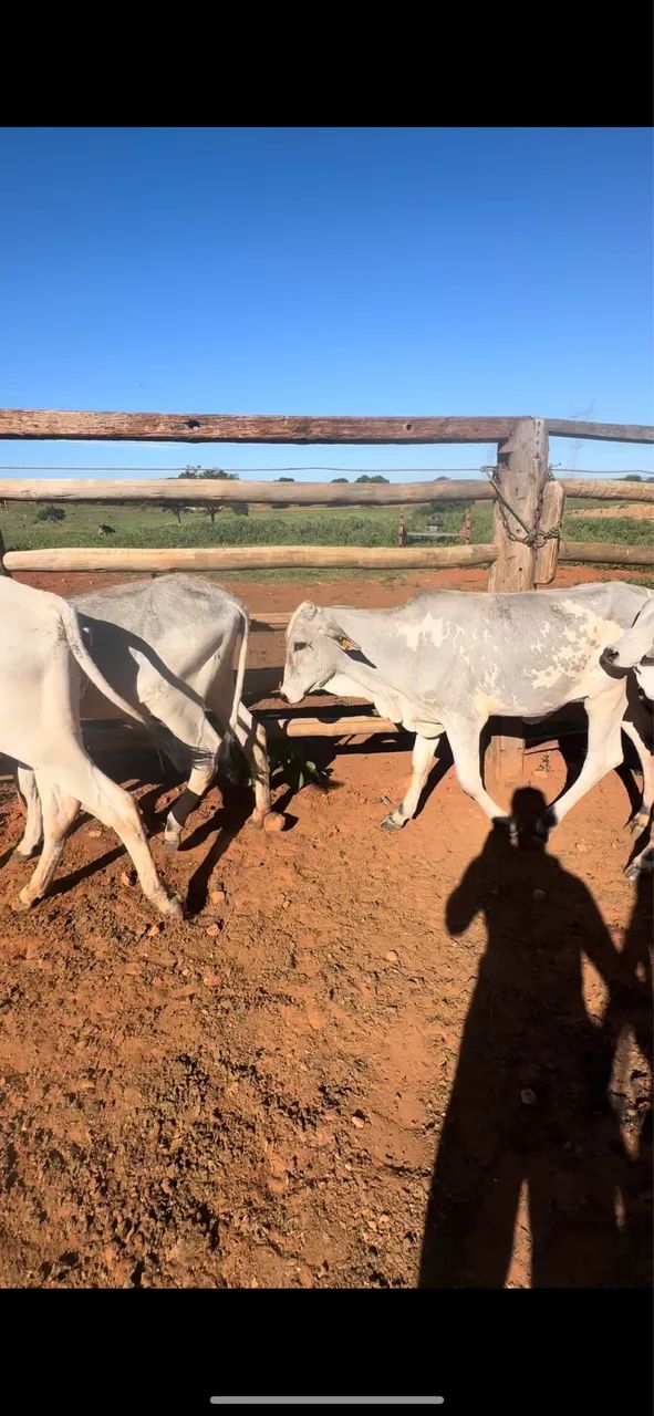 Bezerras de apartação  - Foto 3