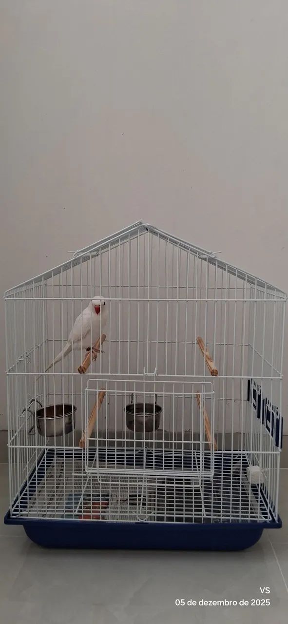 Acessórios Pet - Foto 3