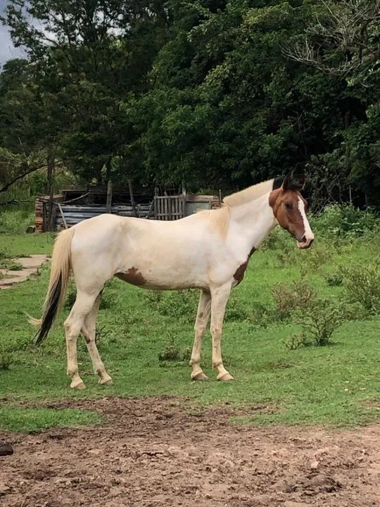 Égua Pampa Marcha Picada 7 anos - Foto 2