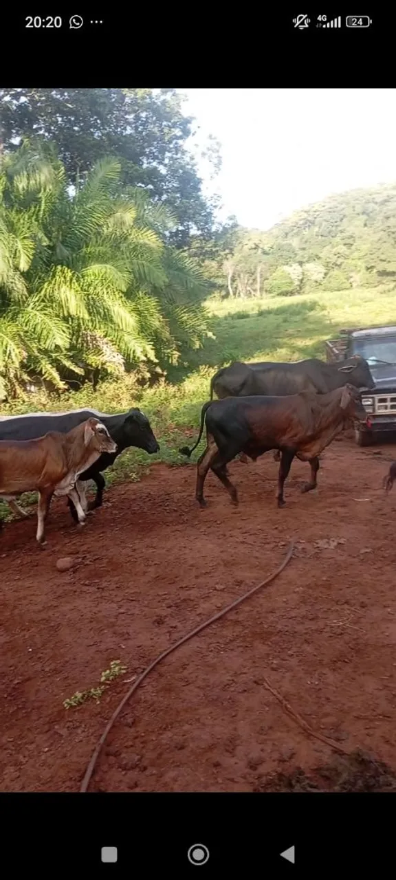 Bezerro desmamado