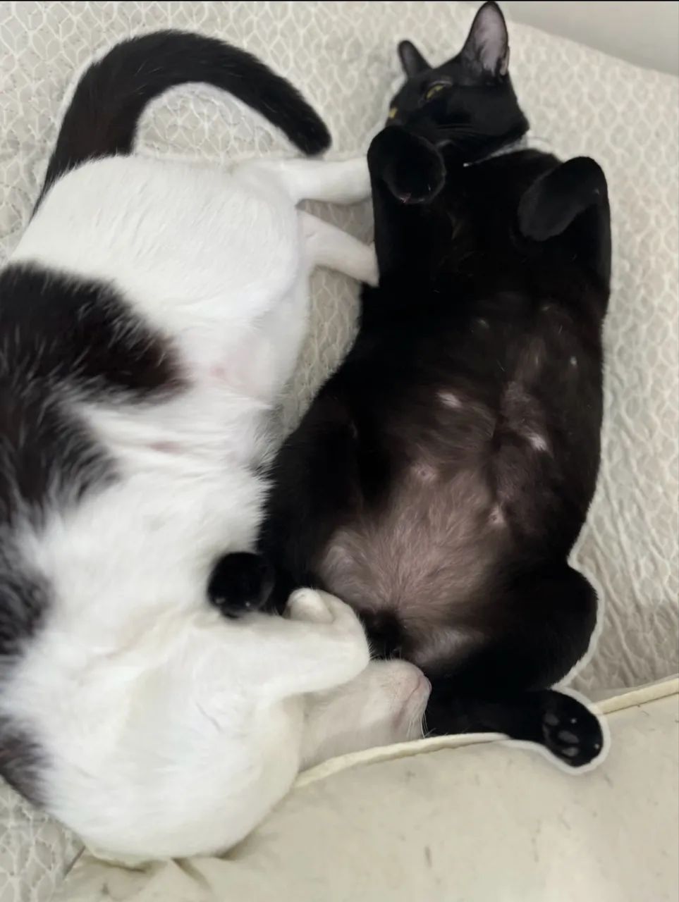 Adoção de Gatos - Foto 3