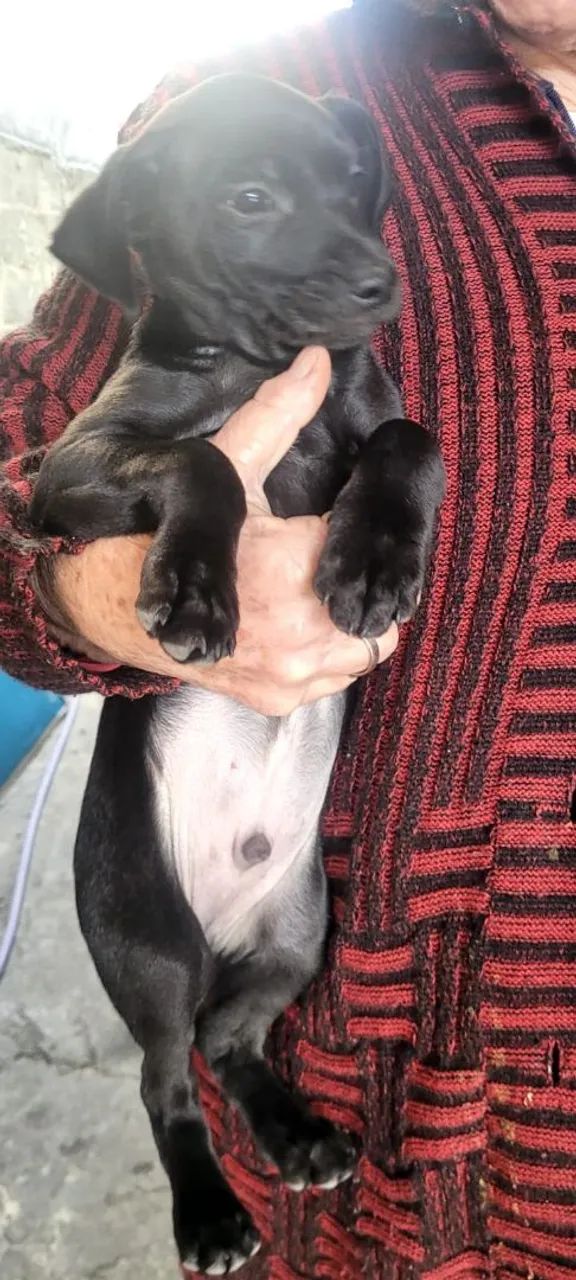 Filhote de cachorro sem raça definida para adoção consciente  - Foto 2