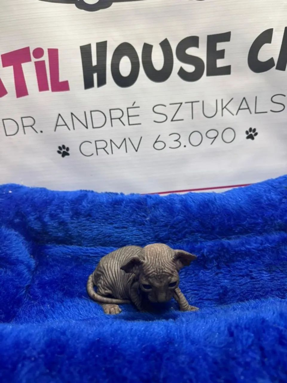 Sphynx black gatil de veterinários  - Foto 2