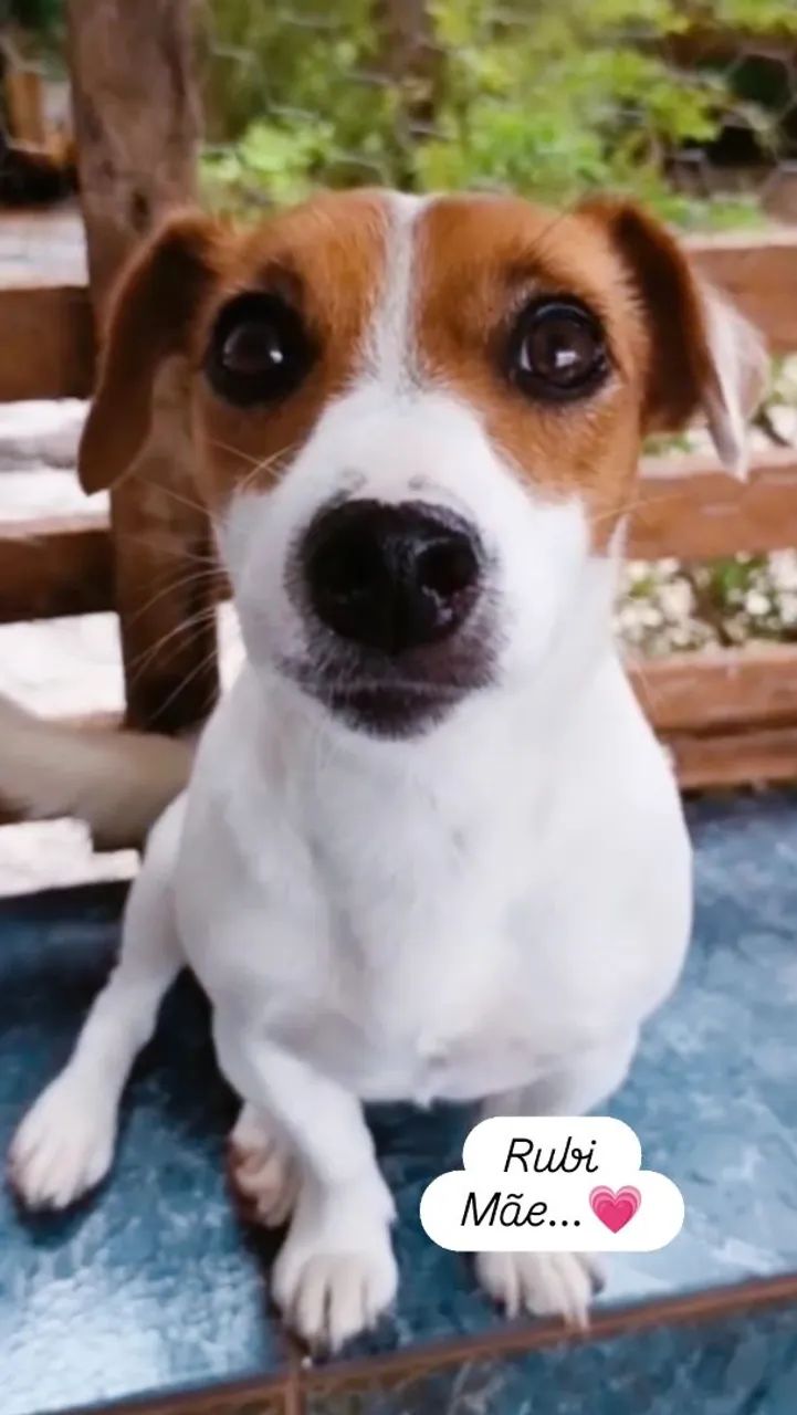 Filhotes Jack Russel Terrier - Foto 5