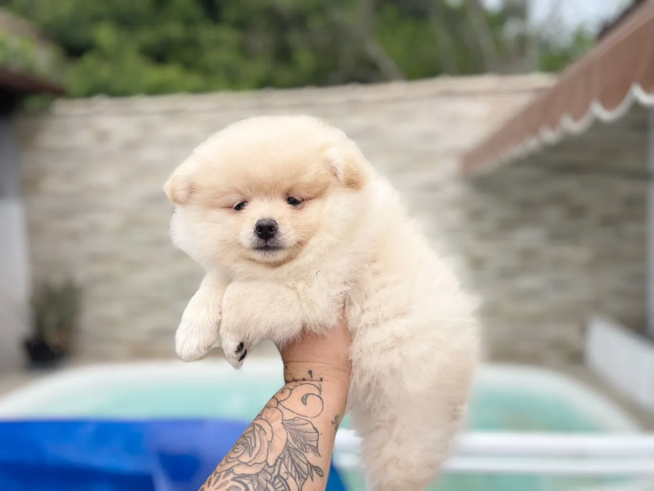 Belo machinho de lulu