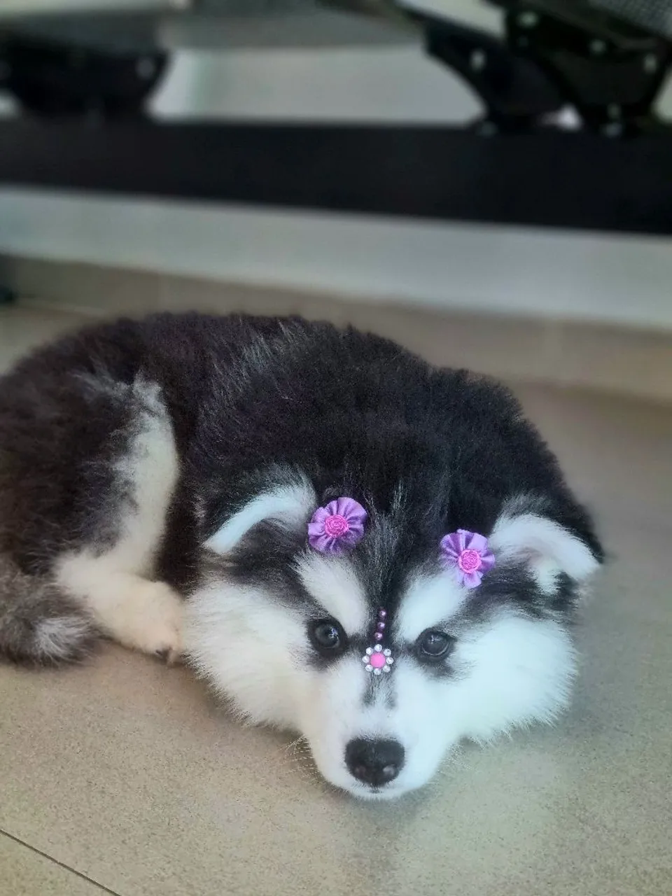 Filhote de Husky Siberiano