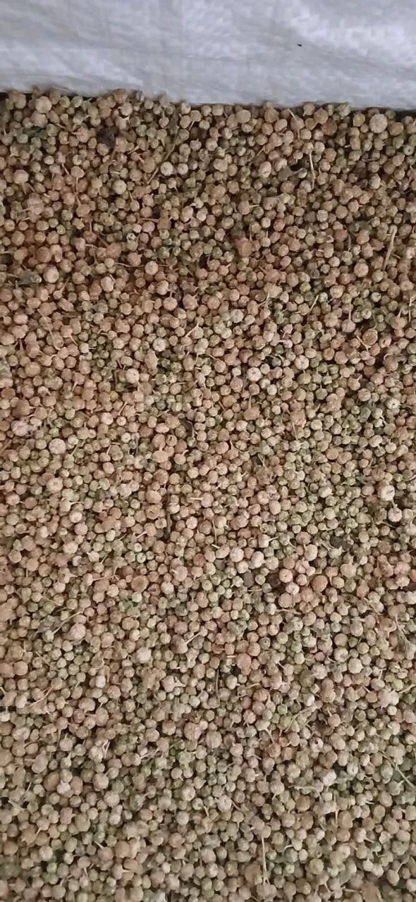 Sementes a granel / Atacado Coentro, Marcela ou Caro Santo  - Foto 6