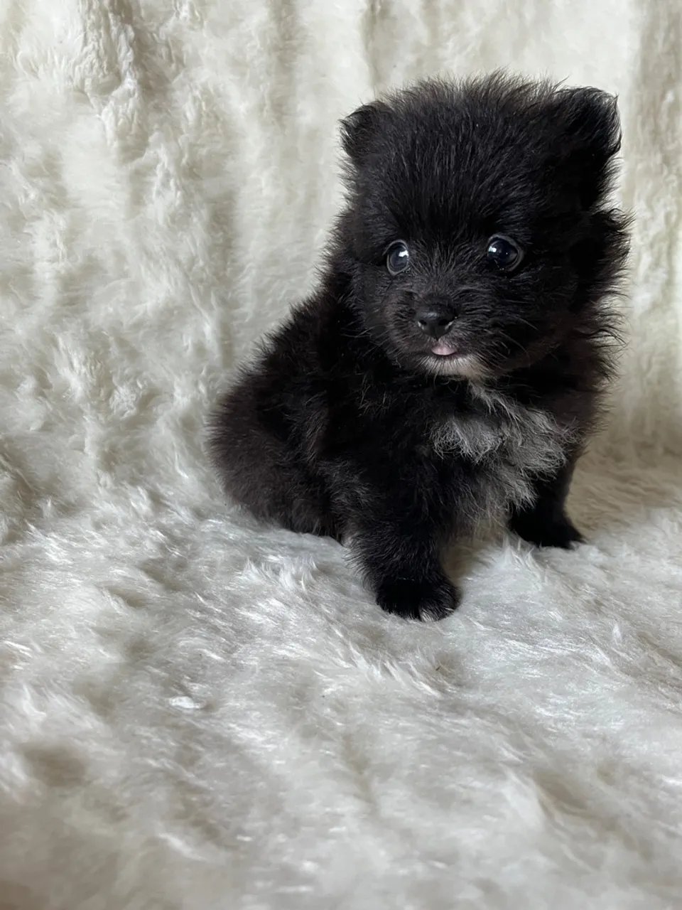 Filhote de Spitz Alemão black- Peludo e Charmoso!