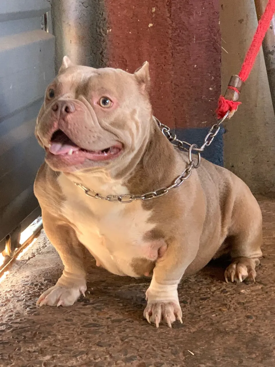 American Bully Micro a venda