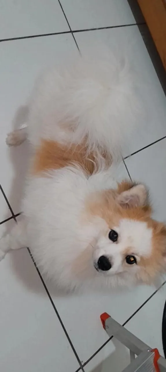 Lindo Spitz Alemão macho