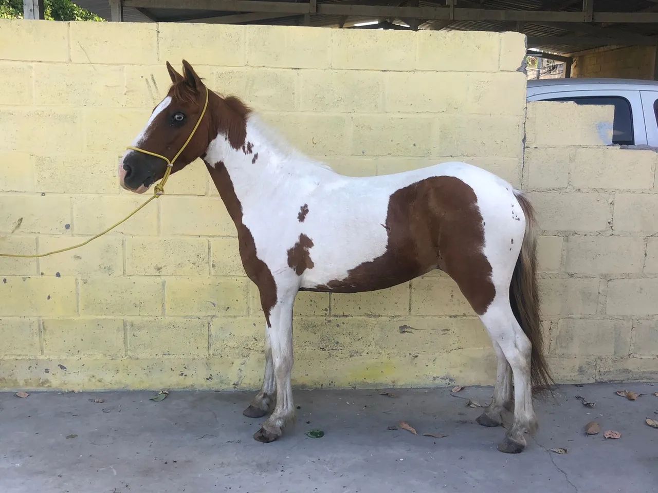 Piquira pampa de castanho /Picado - Foto 2