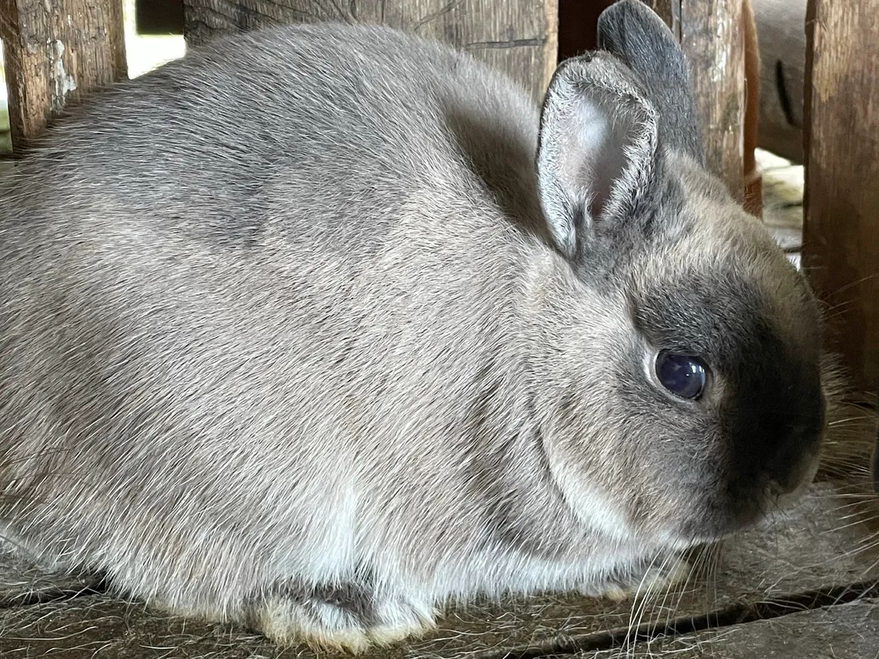 Dwarf rabbit63824582377219121