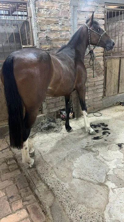 Egua colorada - Foto 4