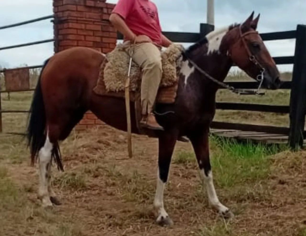 Egua tobiana bonita e bem mansinha,com 5 anos  - Foto 2