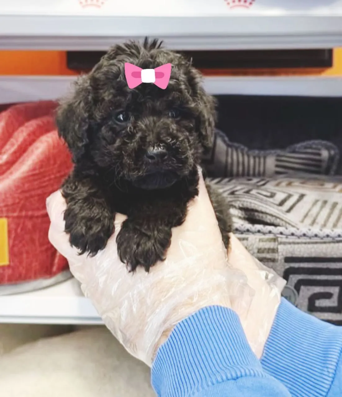 Poodle toy fêmea preta filhote