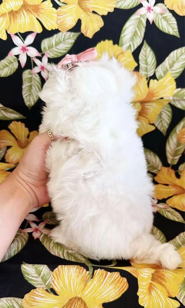 Maltês fêmea  - Foto 2