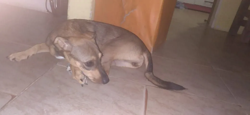 Cãozinho Para adoção, ela é mansa e bem calma