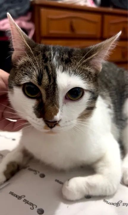 Gatinha fofa para adoção