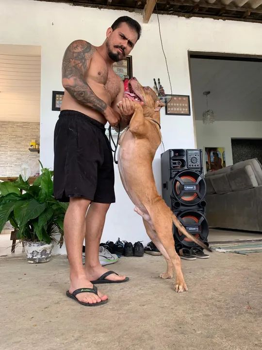 Filhote Pitbull - Foto 4