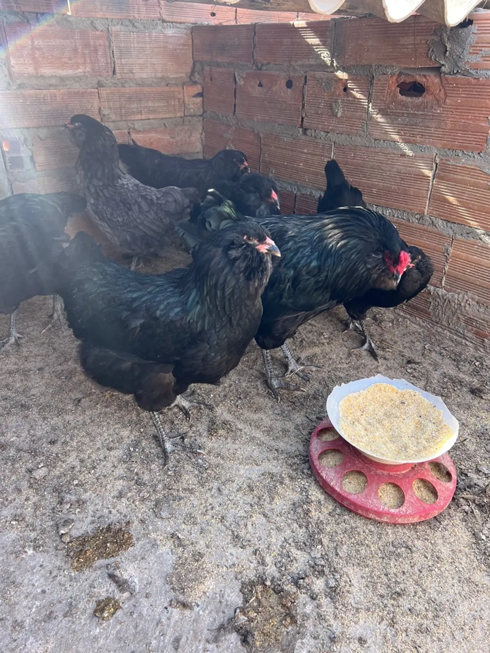Ov0s galad0s de Ameraucana Padrão Black