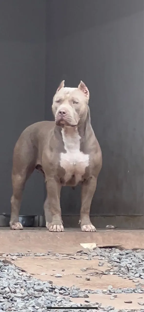 Filhotes Pitmonster, Pitbull ?oversize?, Bully XL