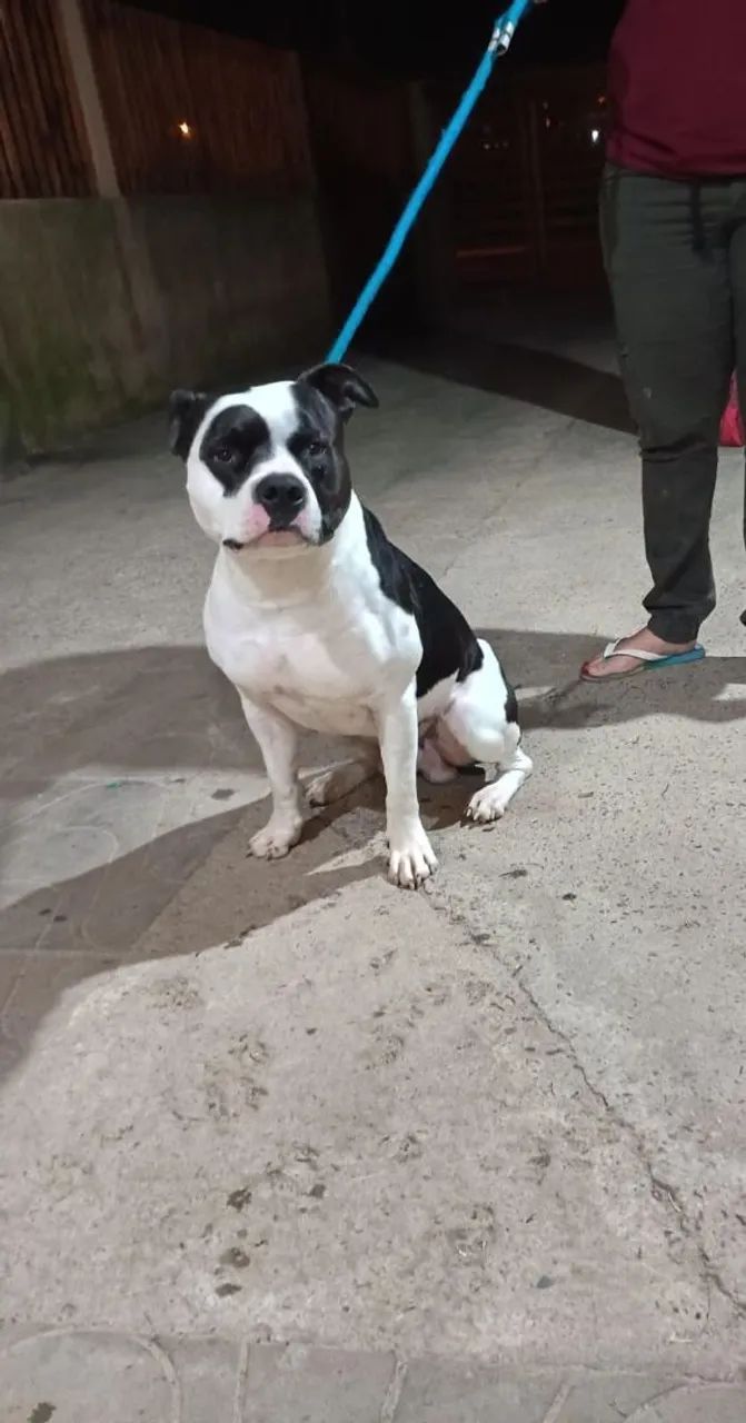 Filhote Pitbull APBT  - Foto 3