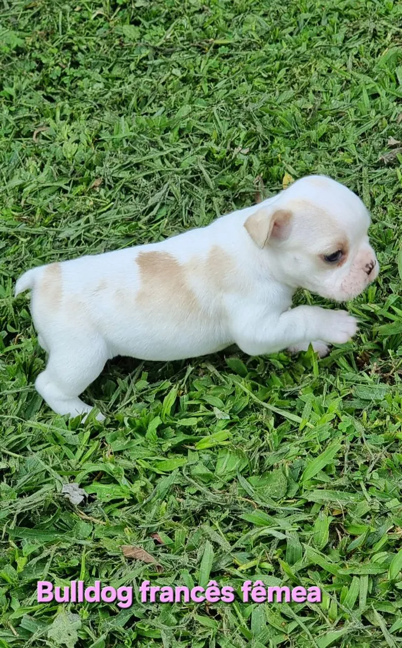 Filhote Bulldog Francês