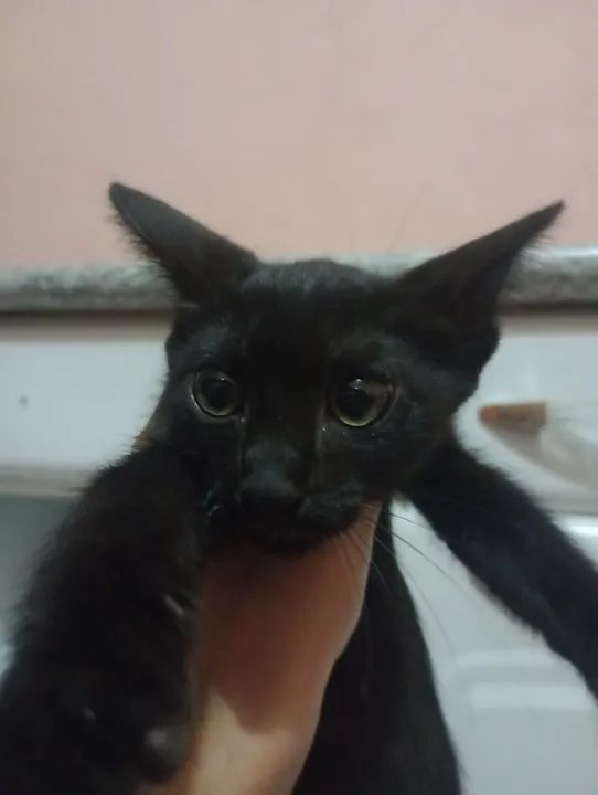 Gatinhas para adoção responsável - Foto 3