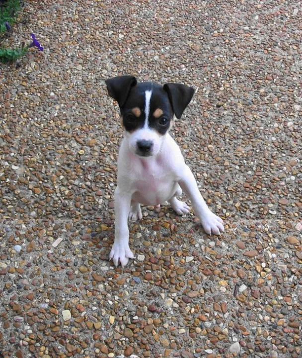 Fox Paulistinha Pedigree