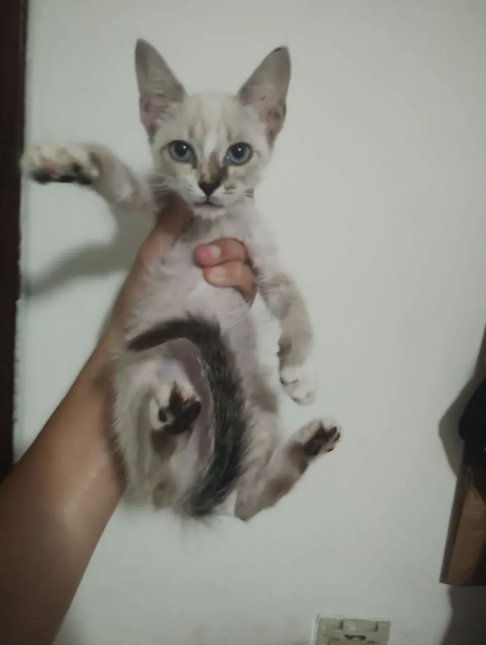 Filhote Siamesinho pra Adoção  - Foto 4