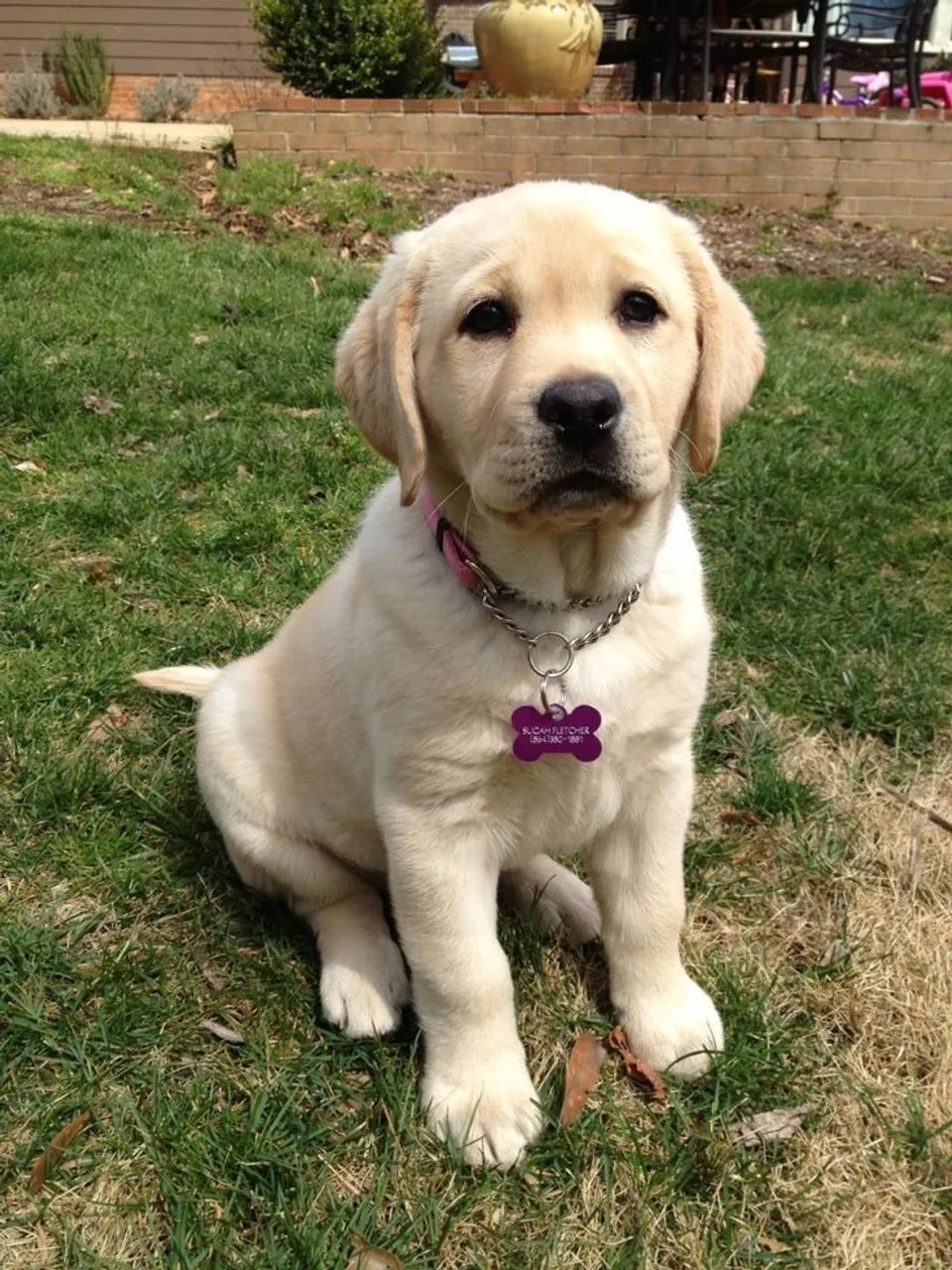 Filhote de Labrador - Pelagem clara 