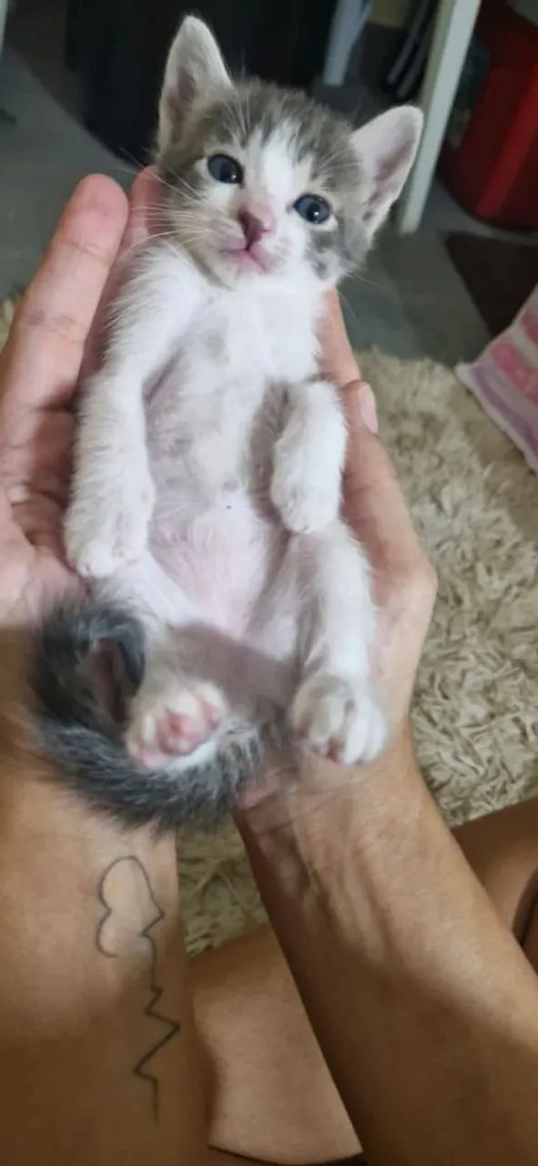 Gatinhos lindos adoção responsável  - Foto 5