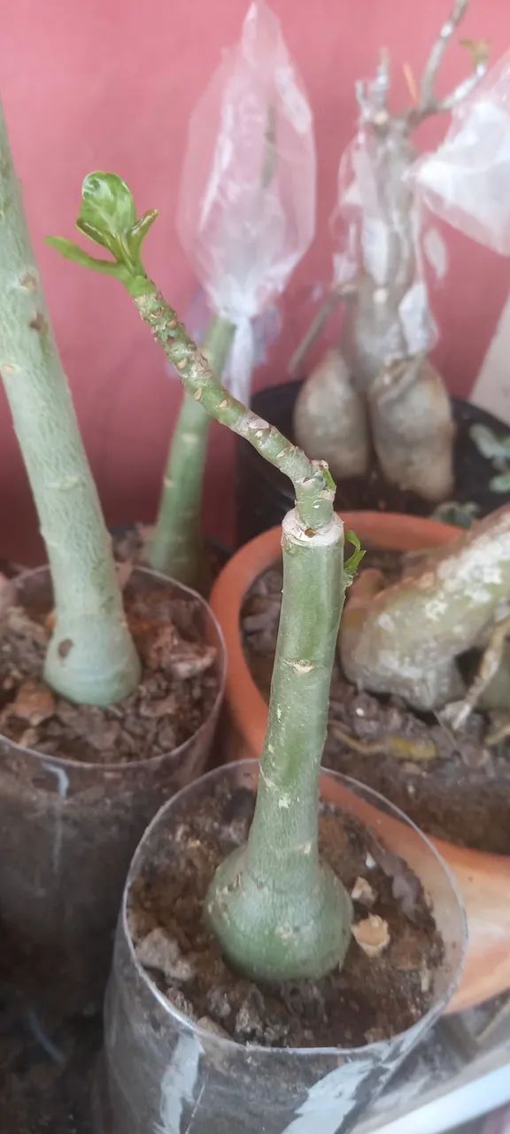 Rosa do deserto  - Foto 5