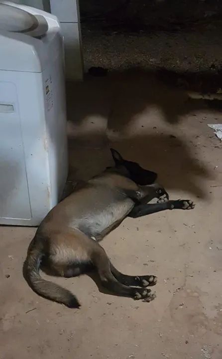 PASTOR BELGA MALINOIS COM PEDIGRE CBKC - Foto 3