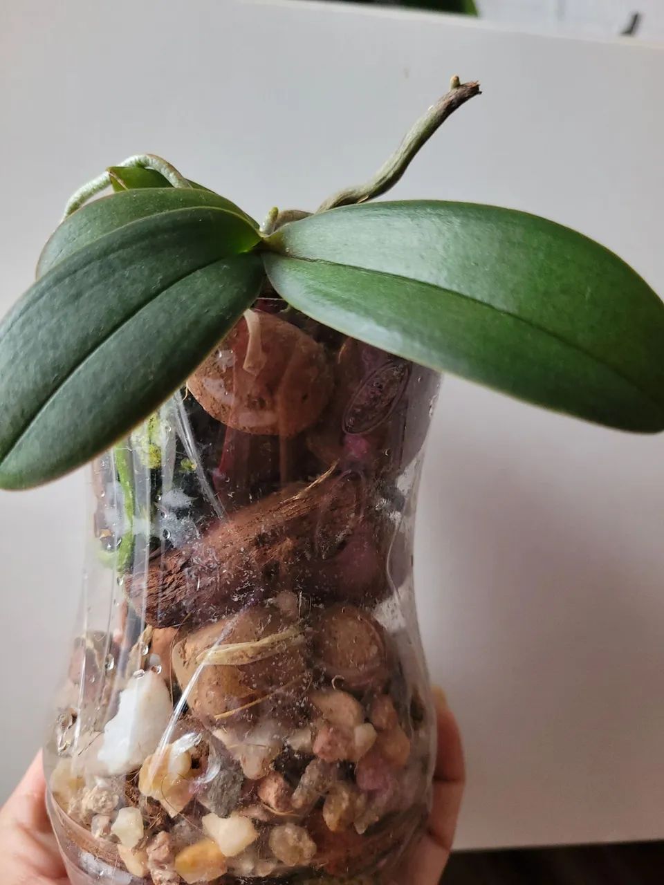 Orquídea Phalaenopsis