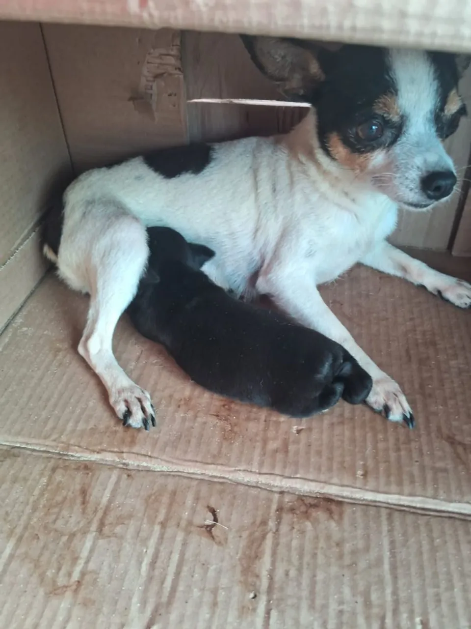 Pinscher filhote preta