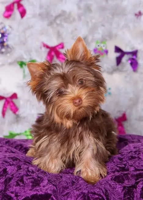 Filhote de Yorkshire Terrier chocolate micro