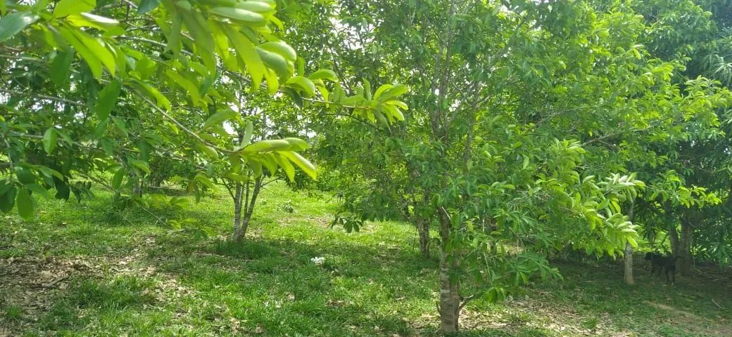 Vende-se colônia  - Foto 4