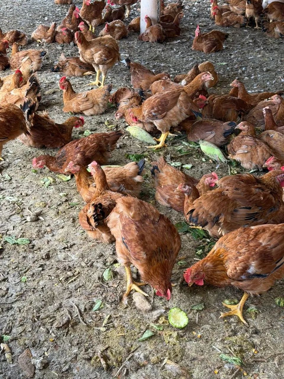 Galinha caipira a venda - Foto 2