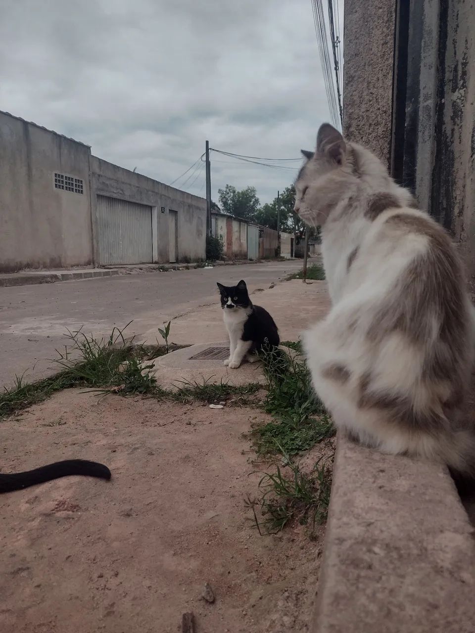 Doação  - Foto 5