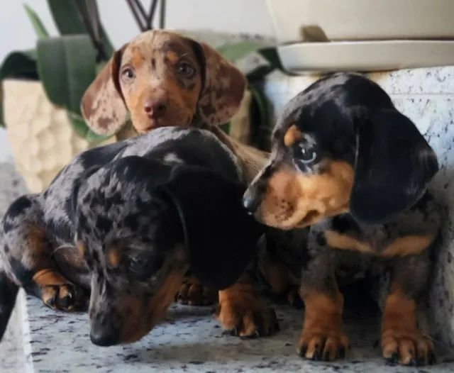 Alegres ! Filhotes de Beagles Disponíveis!! 